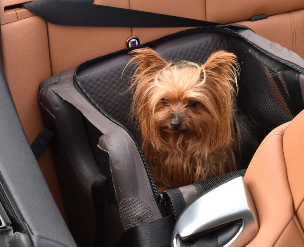 Hund in Hundebox im Cabrio