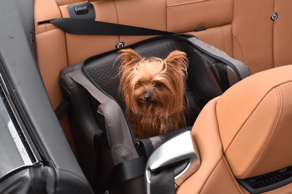 Vacances avec chien convertible