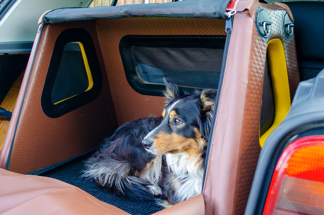 Hund in TAMI Spezial Hundebox