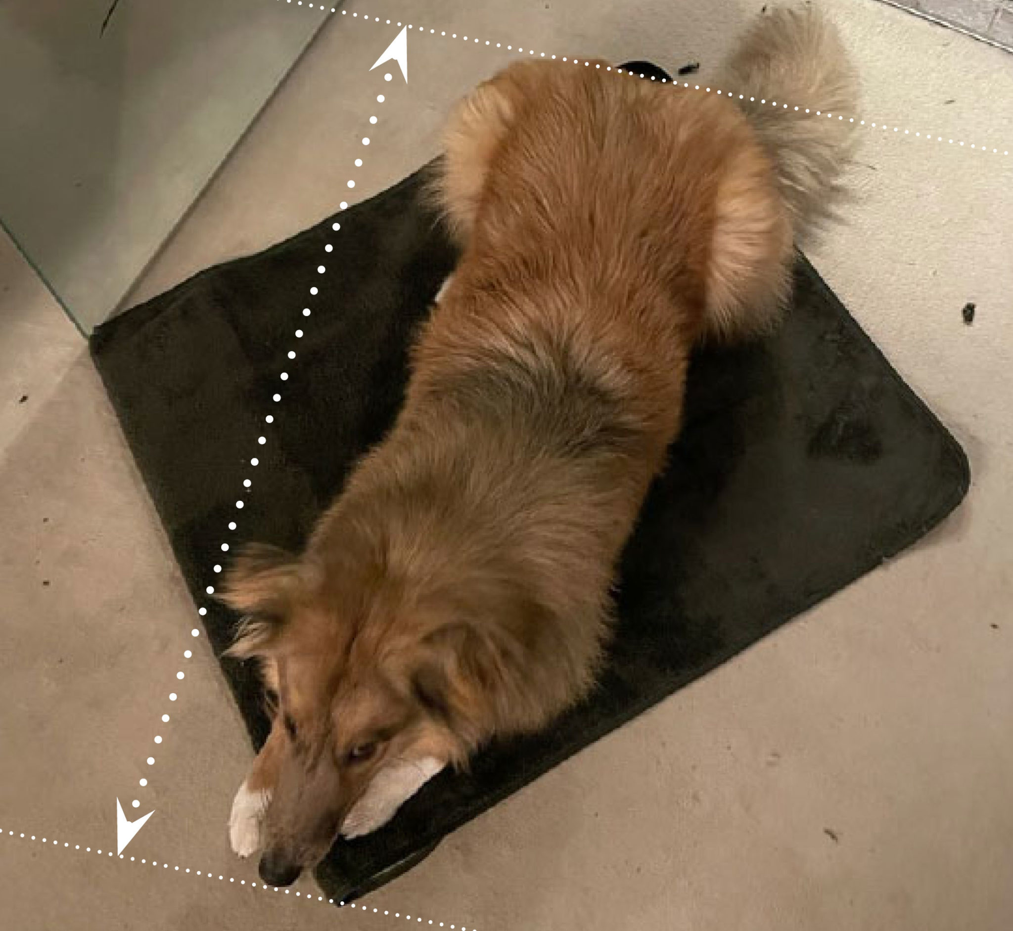 Dog on cooling mat